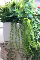 Anya Greena, piękna kompozycja Sukulenty w prostokątnej donicy, wym.30x46cm