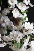 Ptaki na Jabłoni, wiosenny wianek dekoracyjny