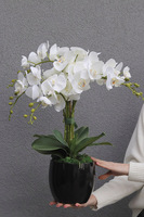 Simplicita Black, sztuczny storczyk w czarnej donicy