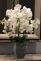 Eveline Grey, gumowy storczyk w donicy