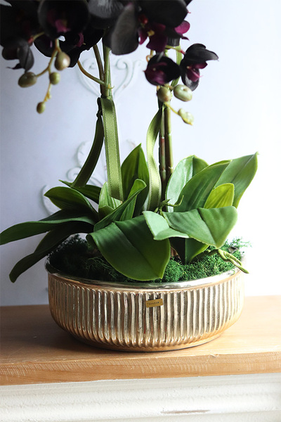 Antique Black, czarny storczyk w złotej misie