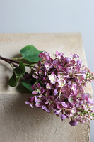 Bzy Royal, gumowy bez kwitnący lilak