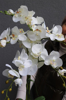 Jeanne Gold, storczyk w złotej doniczce