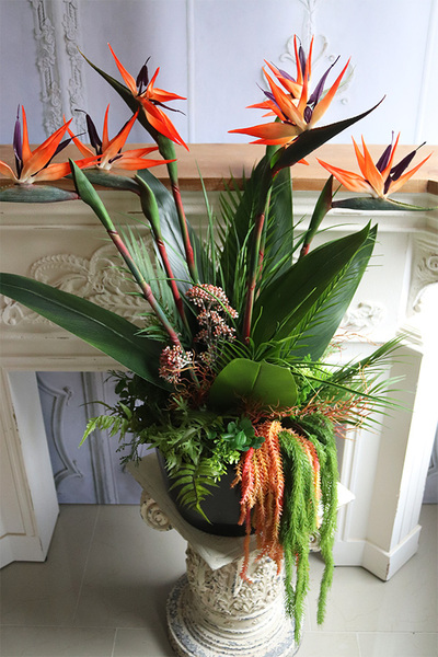 Strelicja Exotic Red, kompozycja do twojej donicy