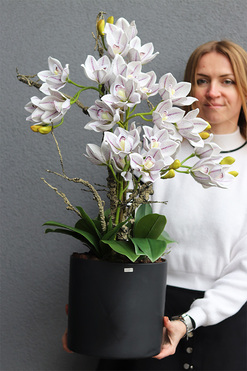 Newport Figaro, storczyk cymbydium w doniczce, wys.75cm 