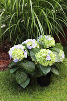 doniczkowa hortensja Zielono-Niebieska, wysokiej jakości sztuczne kwiaty, wys.40cm  