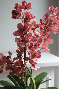 Selania Blush, różowy storczyk, wys.68cm