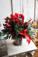 Cyklamen Zimowy Czerwień, świąteczna dekoracja w pucharze