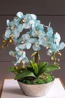 Blue Garden Simple, turkusowy storczyk w lustrzanej donicy