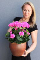 Różowe, sztuczne pelargonie w donicy, wys.43cm