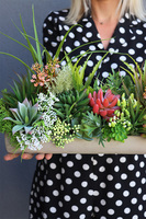 kompozycja sukulenty w długiej donicy, Hektor E