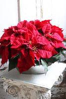 Gwiazda Betlejemska Silverisso, wysokiej jakości sztuczna roślina, wym.30x42cm 