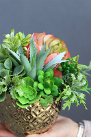 Gestree Goldisa, kompozycja z sukulentów