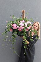 Rossamana, kwiaty w wiszącej donicy