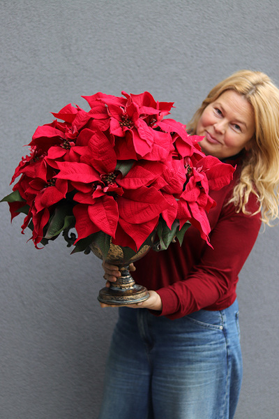Gwiazda Betlejemska Goldi, sztuczna roślina w pucharze
