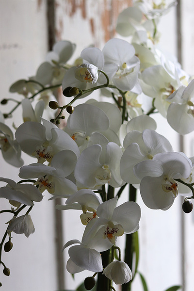 Silverro 2, podłogowy storczyk w lustrzanej donicy, wys.106cm