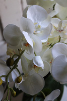 efektowny storczyk Laos White & Silver 2, wys.70cm