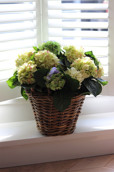 bogaty kosz hortensji, Eveline Blue Provance