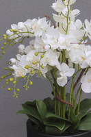 Clepsidre Black, storczyk podłogowy w pucharze