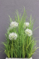 Klinno Saute, trawy z dmuchawcami do Twojej donicy