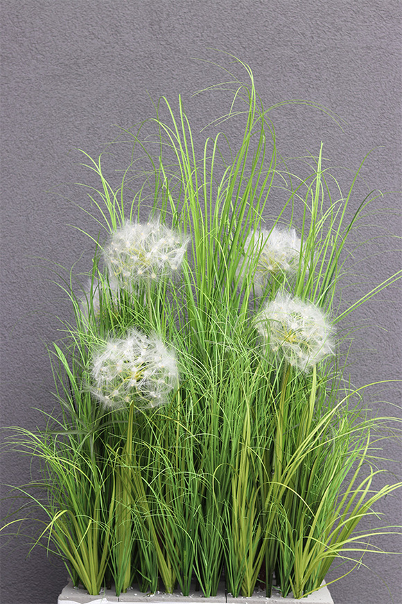 Klinno Saute, trawy z dmuchawcami do Twojej donicy