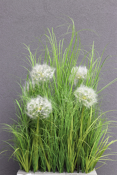 Klinno Saute, trawy z dmuchawcami do Twojej donicy