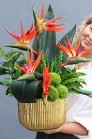 Strelicja Goldite, kompozycja ze strelicją w złotej donicy