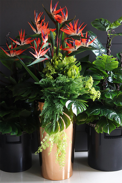 egzotyczna kompozycja, Strelicja Manhattan