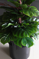 Monstera Saute Big, sztuczna roślina do twojej donicy