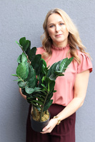 Zamiokulkas, wysokiej jakości sztuczna roślina