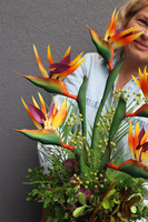 Strelicja Silver Pompadour, kompozycja w srebrnej donicy