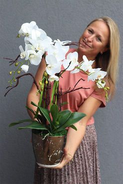 biały storczyk Goldina New, wys.60cm