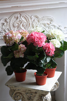 doniczkowa hortensja Koral, wysokiej jakości sztuczne kwiaty