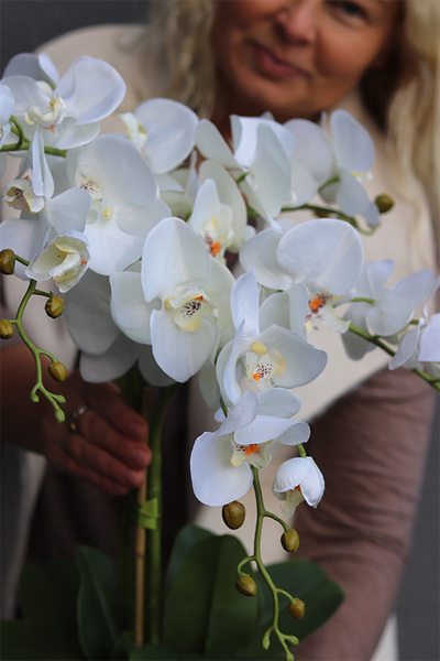 Gold Gregona, storczyk w złotym naczyniu