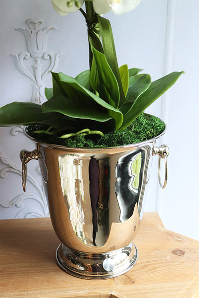 Calea Cooler 2, kremowy storczyk w naczyniu