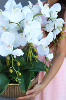 elegancki storczyk w złotej misie, Verusta, wys.51cm 