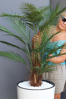 Palma Mediolan, wysokiej jakości sztuczna palma w wysokiej donicy