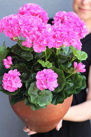 Różowe, sztuczne pelargonie w donicy, wys.43cm