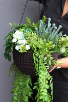 Lonera Grenoble, kompozycja zielona w wiszącej donicy