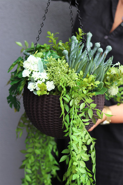 Lonera Grenoble, kompozycja zielona w wiszącej donicy, wys.99cm