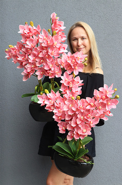 Cymbydium Glamour, gumowy storczyk w doniczce, wys.67cm