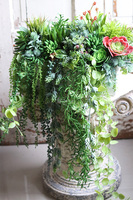 Anya Greena, piękna kompozycja Sukulenty w prostokątnej donicy, wym.30x46cm