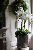 Silverro 2, podłogowy storczyk w lustrzanej donicy, wys.106cm