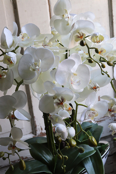 efektowny storczyk Laos White & Silver 2, wys.70cm