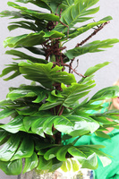 Monstera Silver Deluxe, drzewko sztuczne w donicy