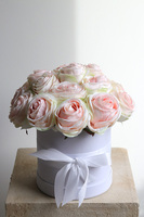 Cinema Rosa, różany flowerbox