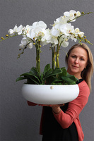 Cecile White Big, efektowny storczyk w szklanej misie