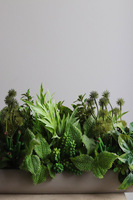 Hektor Modenato 2, kompozycja sukulenty w długiej donicy