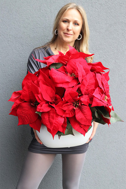 Red House, wysokiej jakości Gwiazda Betlejemska, wym.42x47cm