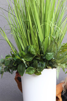 Grassa, kompozycja z traw w donicy